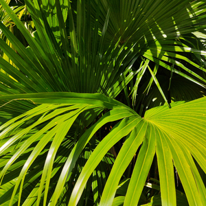 工藤拉拉和父亲
